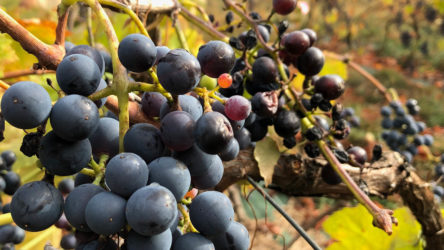 La taille de la vigne 🍇